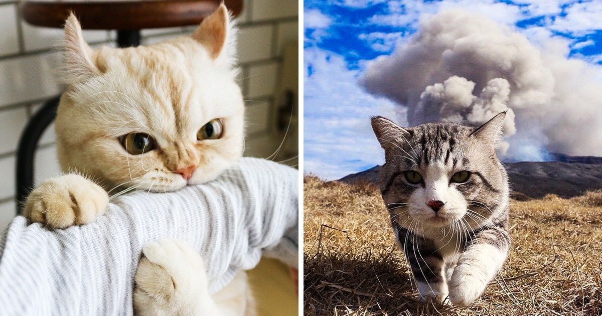 Сохраните себе статью с 20+ фотографиями милых котиков. И смотрите, когда понадобится порция хорошего настроения