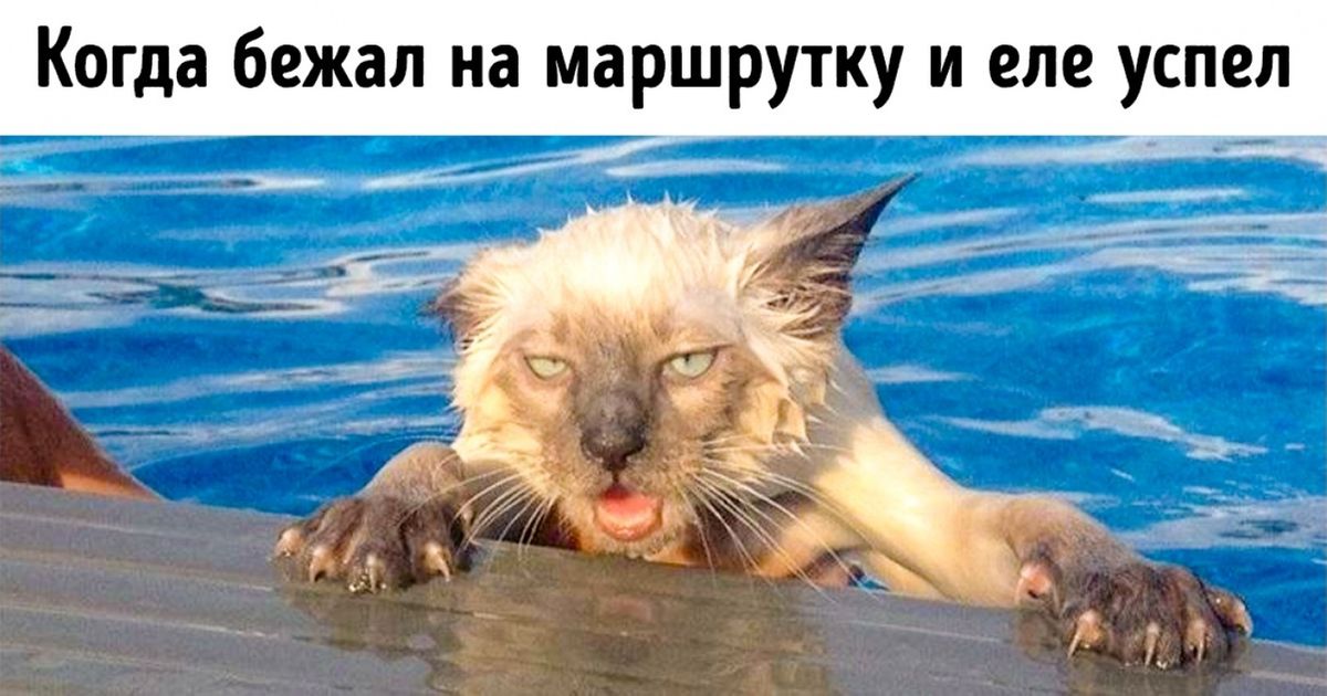 25 уморительных доказательств того, что животные — это тоже люди, только в «шубах»