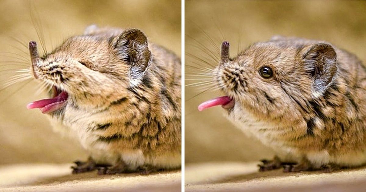 17 животных, которые не нашли общий язык с генетикой