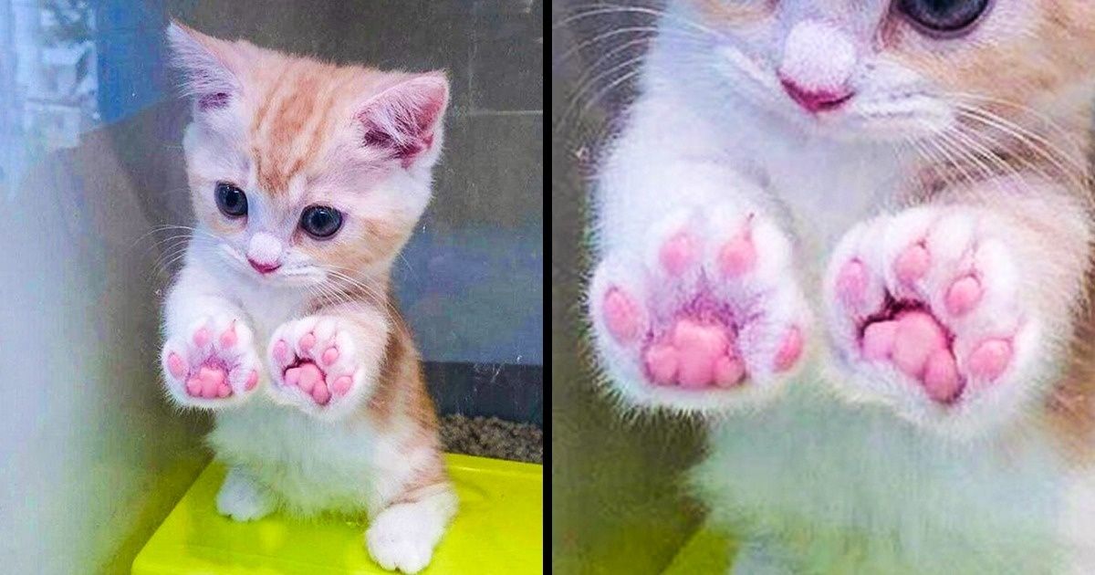20 антистресс-фото, с просмотра которых стоит начать заведомо фиговый день