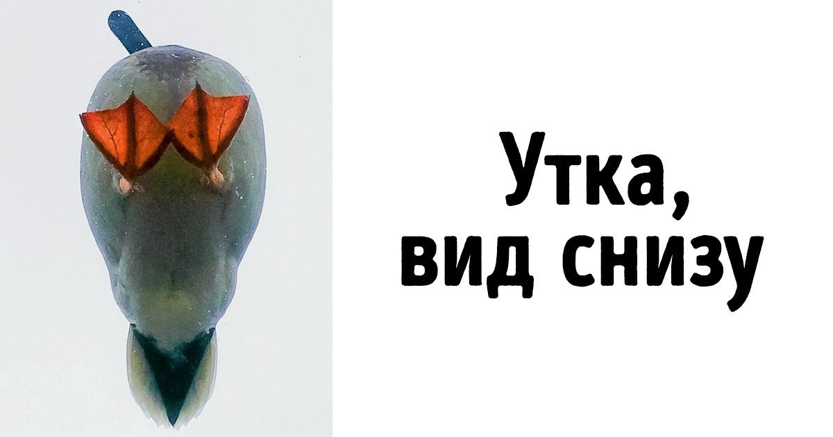 15 офигенных фотографий, где ракурс решает все