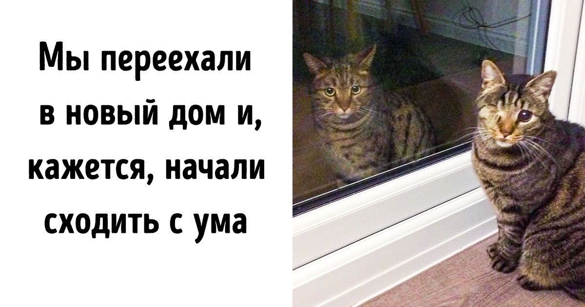 15 владельцев домашних животных показали самые удивительные моменты, связанные с их питомцами