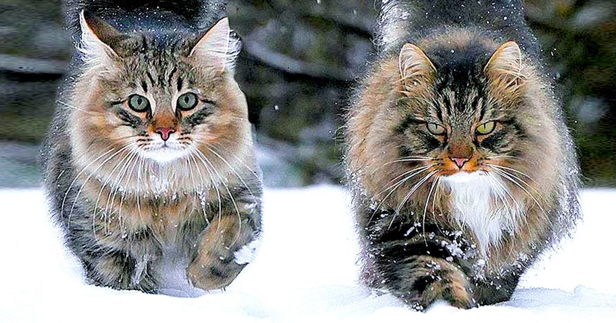 20 самых крутых фотографий этой зимы, которые стоит посмотреть на прощание