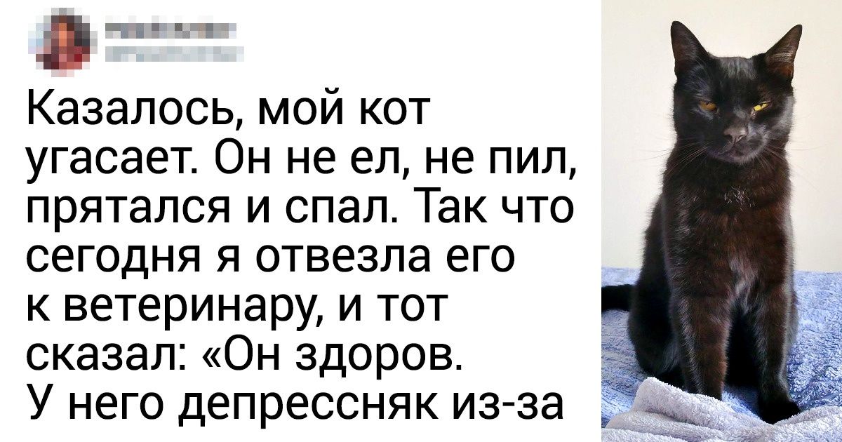 20+ человек, которые завели кота и теперь мечтают хотя бы о минуте покоя