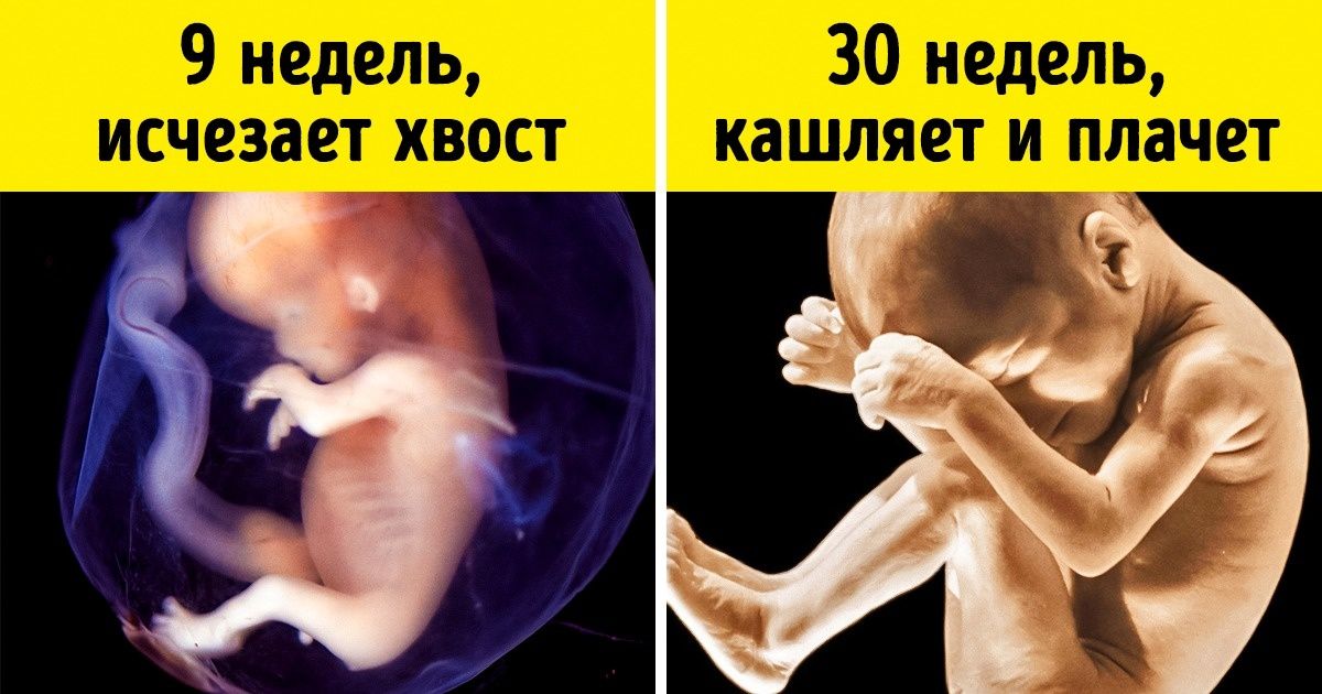 Чем занимается ребенок, пока находится у мамы в животе