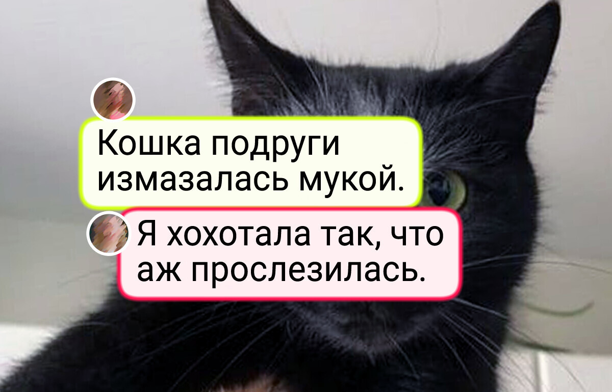 19 питомцев, которые натворили дел, но вину, судя по мордашкам, признавать отказываются