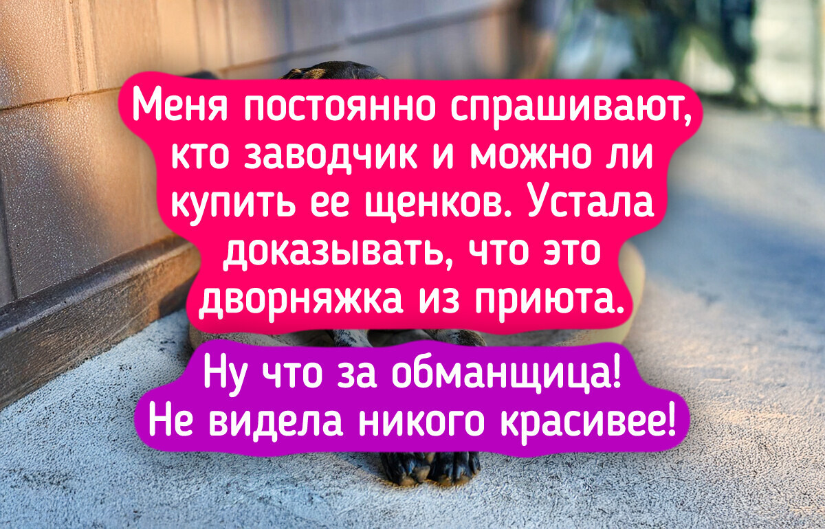 20 собак, чьи родословные — загадка, а красота — очевидна