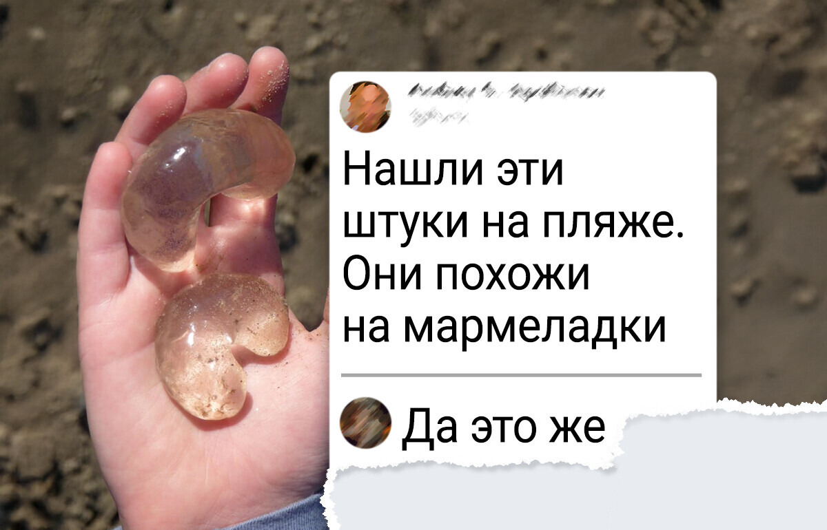 12 морских обитателей, которые выглядят как гости с другой планеты
