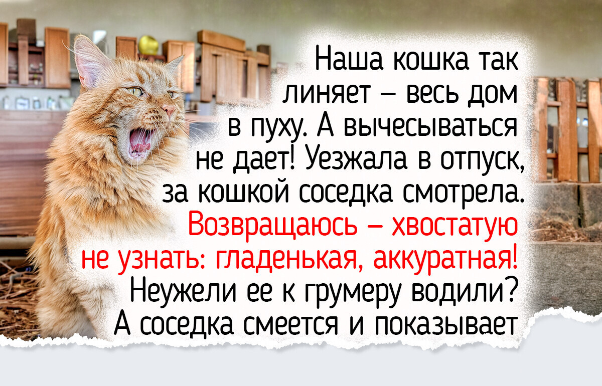 8 деталей осеннего ухода за питомцами, о которых иногда забывают и заботливые хозяева