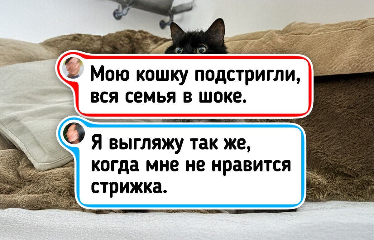 16 питомцев, которые, кажется, в прошлой жизни были людьми