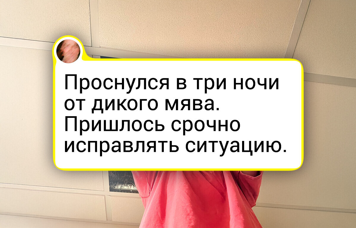 15+ хвостатых хулиганов, которым неведомы стыд и раскаяние, но мы их все равно обожаем