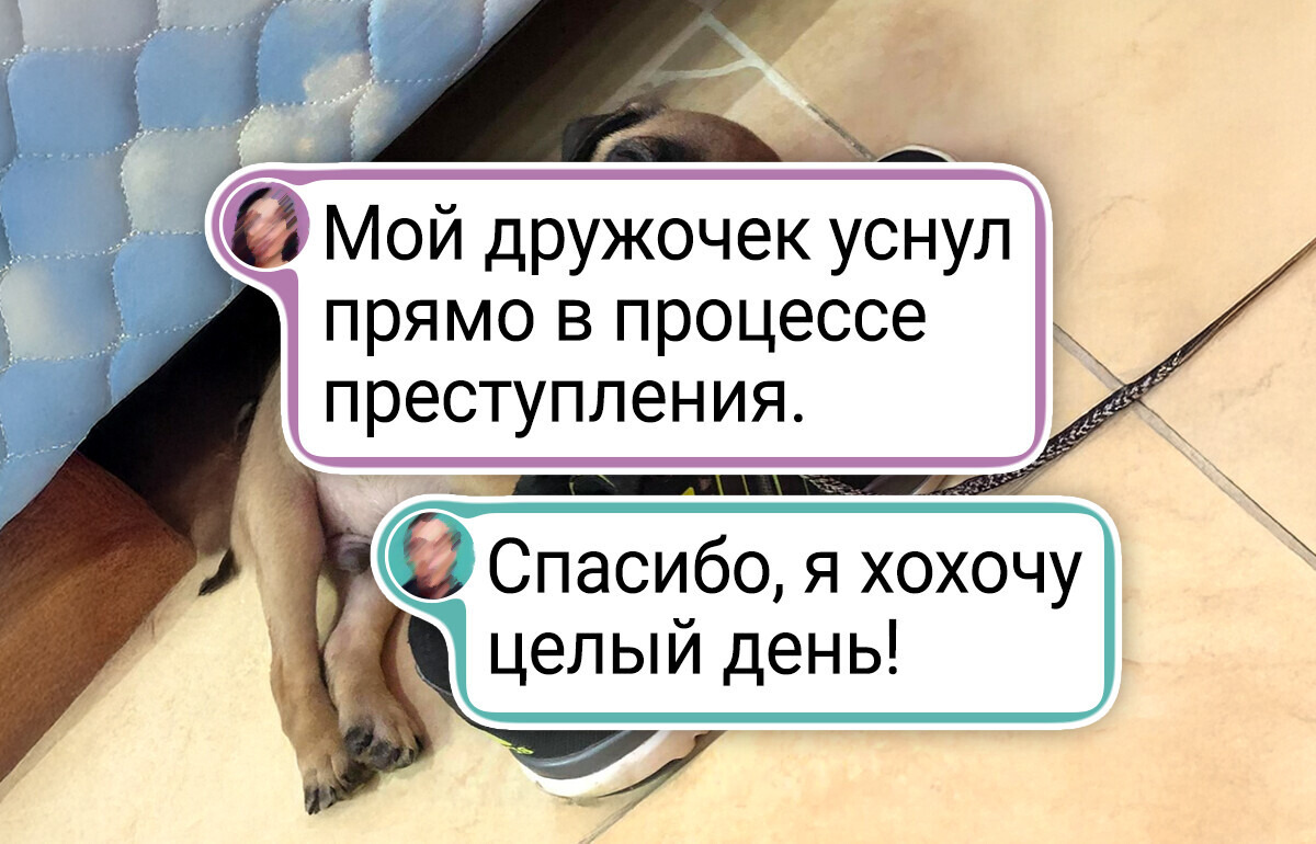 16 пушистиков, которые нашкодили так потешно, что ругать их — просто преступление