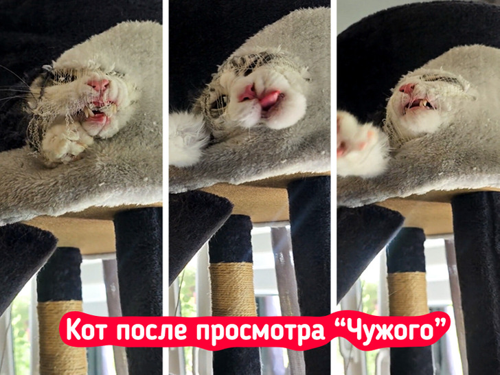 25 фото, доказывающих, что кот — это не питомец, а очень странный сосед, который не платит за аренду