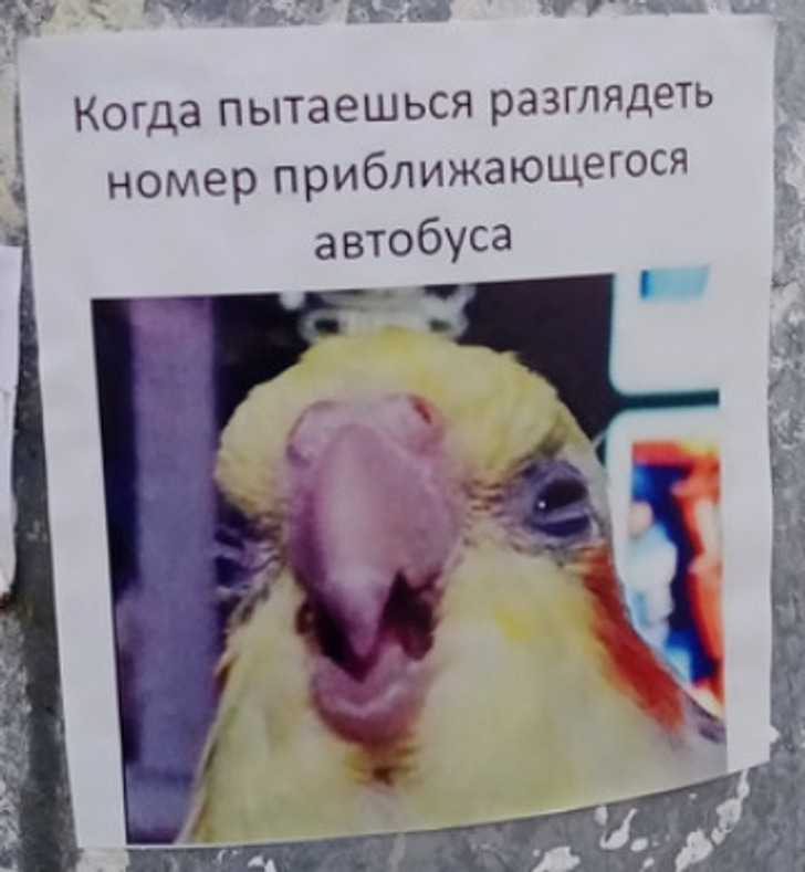 19 примеров настоящего народного творчества, которое живет не в музеях, а на досках объявлений