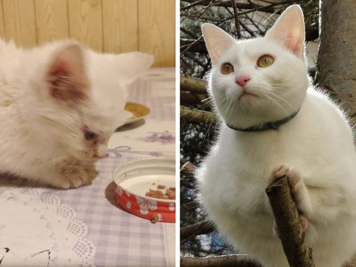 16 питомцев, которые расцвели от любви своих хозяев / Sololaki