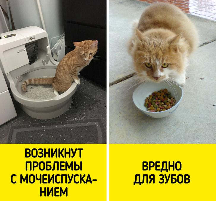 Пользователи сети назвали 16 ошибок, которые вредят мурлыке и опустошают кошелек