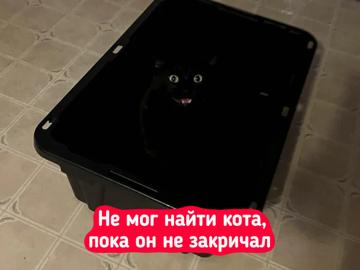 25 фото, доказывающих, что кот — это не питомец, а очень странный сосед, который не платит за аренду